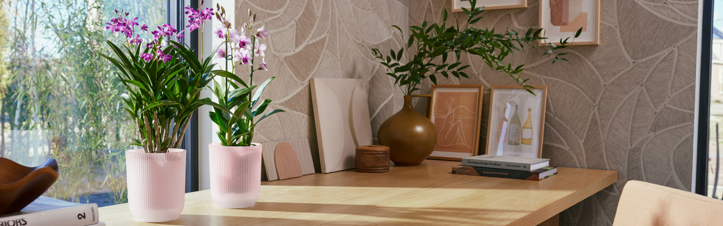Transparent Flowerpots