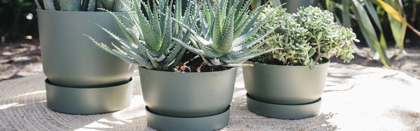 Pots de fleurs Verts