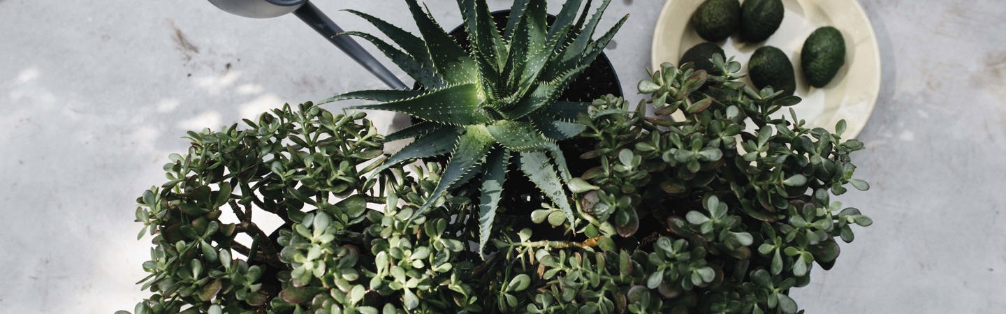 Blije en gezonde kamerplanten in de zomer