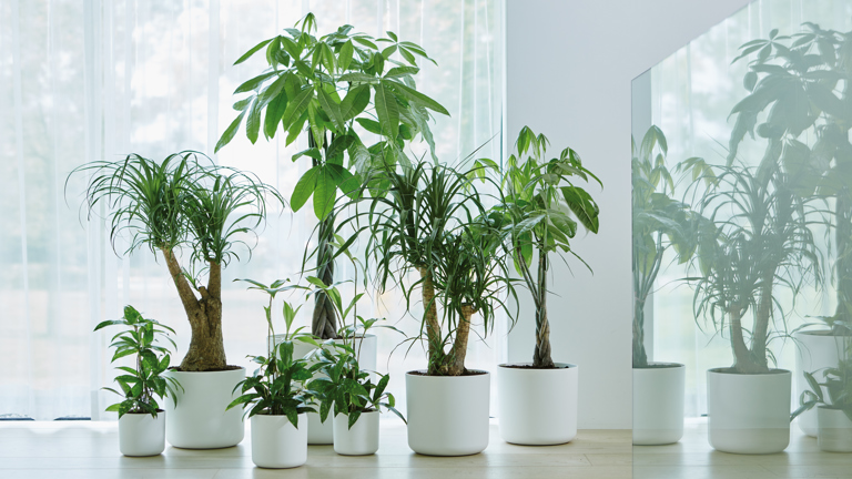 licentie Zonder twijfel Aan het leren Zuurstof uit planten - goed voor jou - elho® - Give room to nature