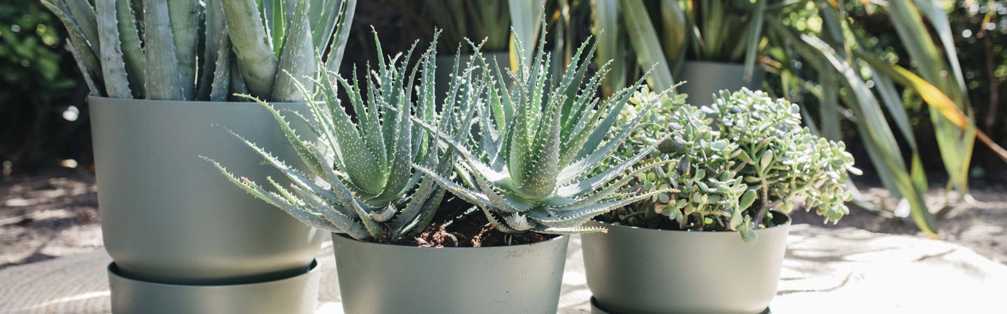 Planten water geven tijdens een hete zomer