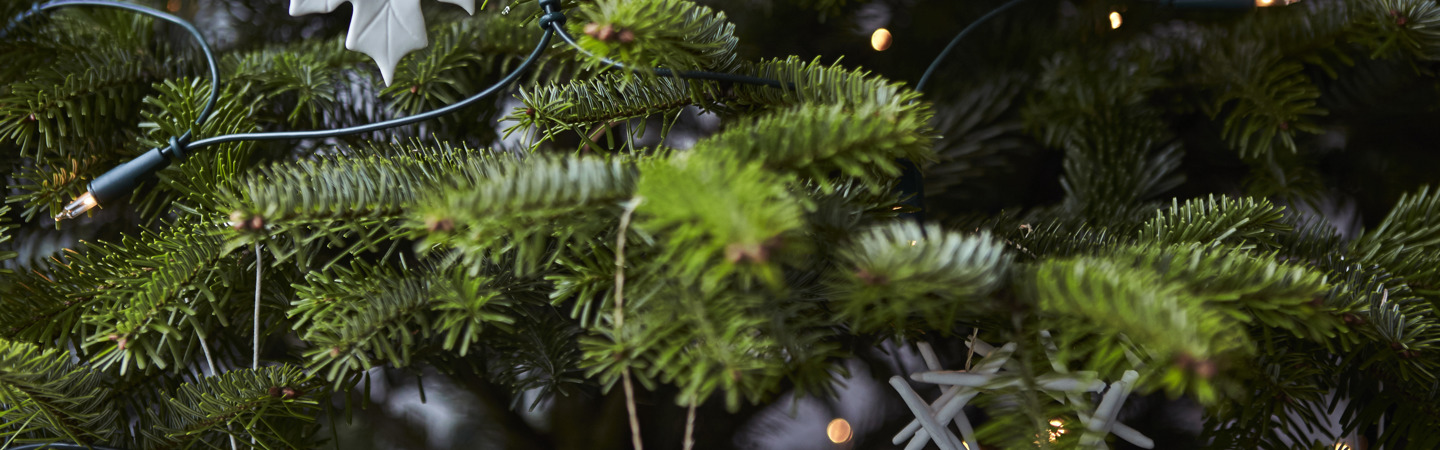 Zo houd jij je kerstboom mooi en gezond