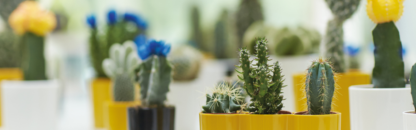Cactuses in your home: green, hip and summery