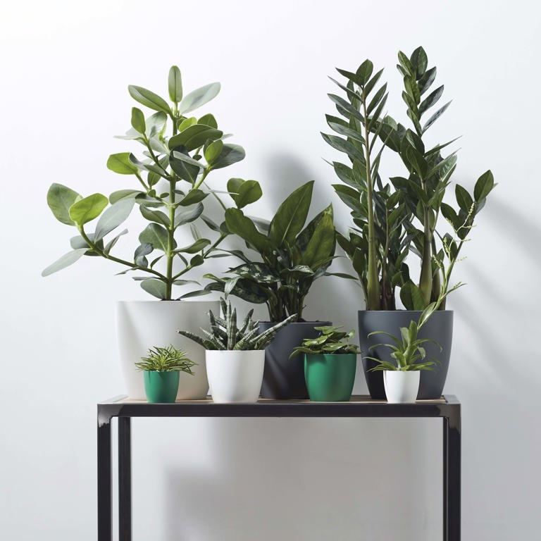 elho brussels collection - Buy online or in store! - elho® - Give room to  nature