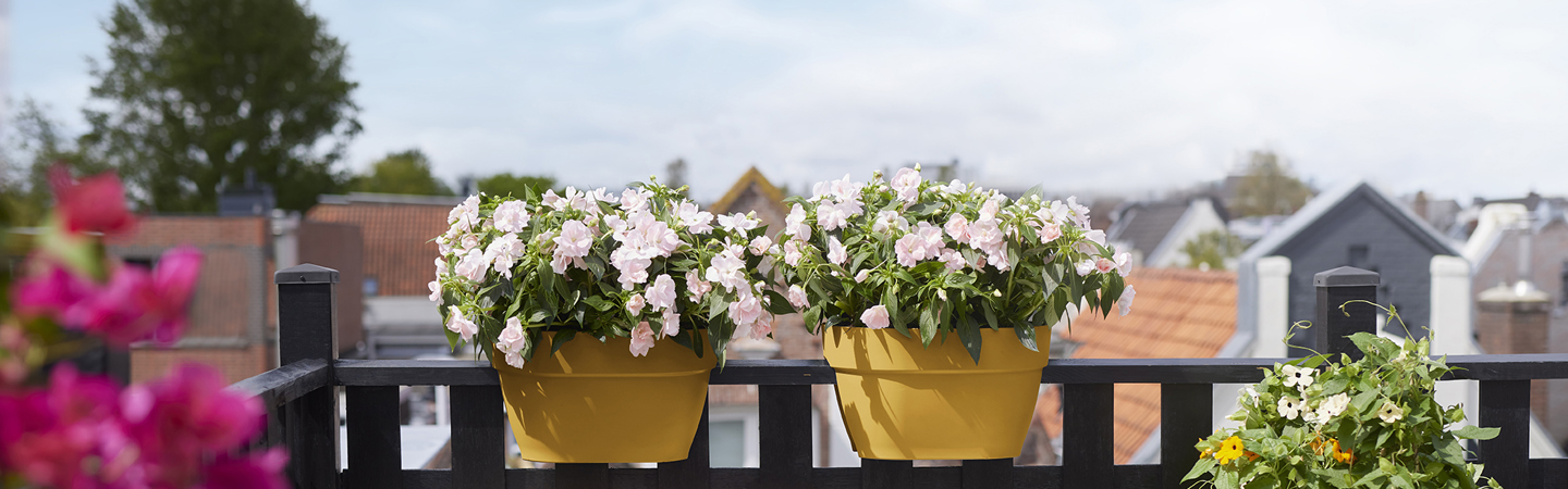 Yellow Planters