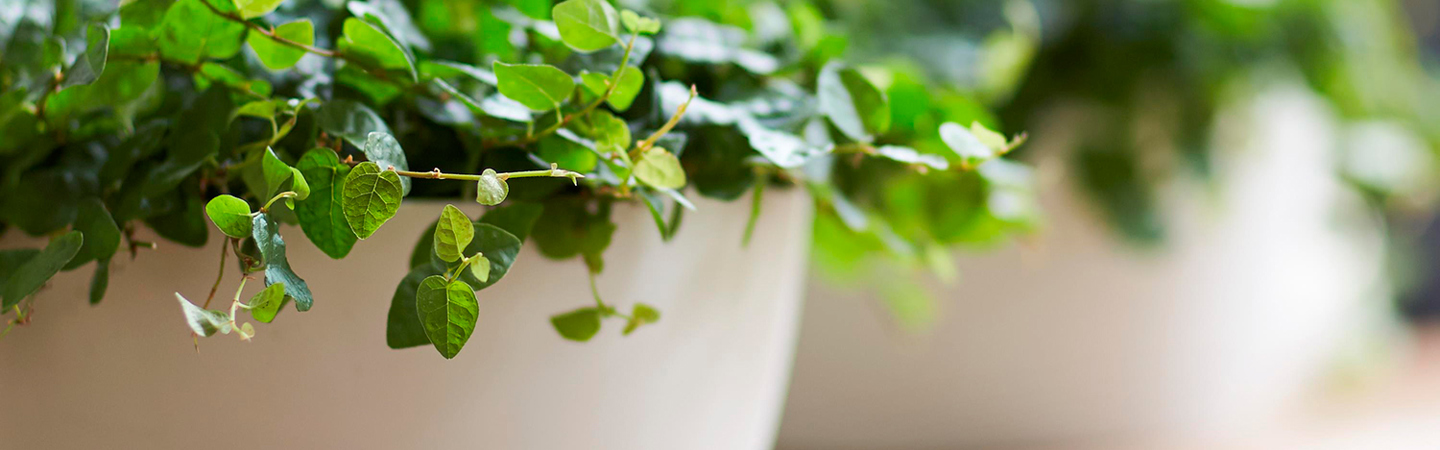 DIY: get started with vertical gardening