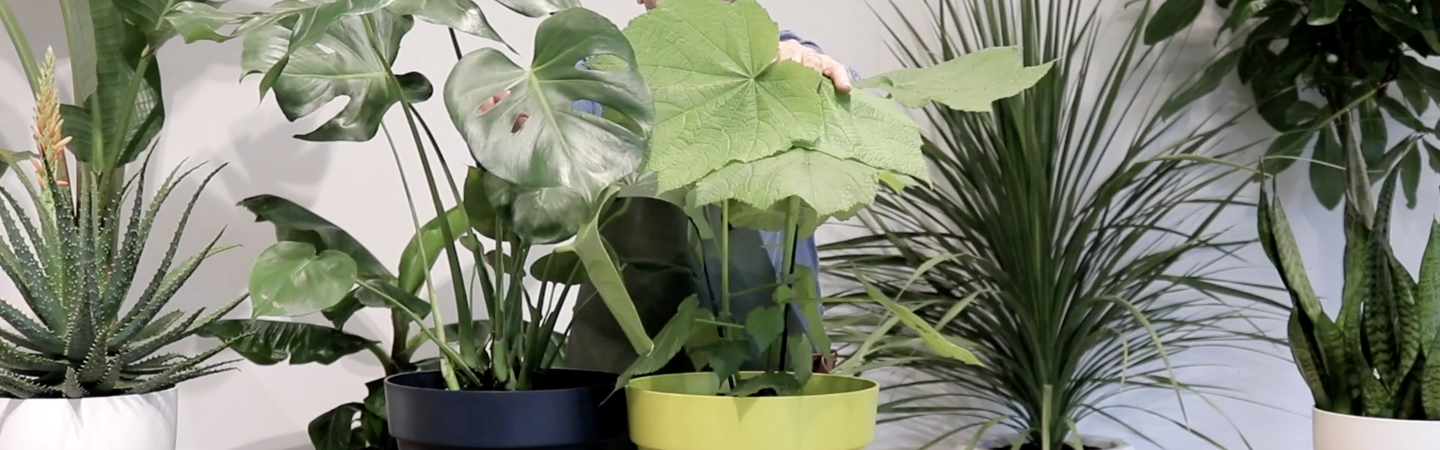 Plant hack #9