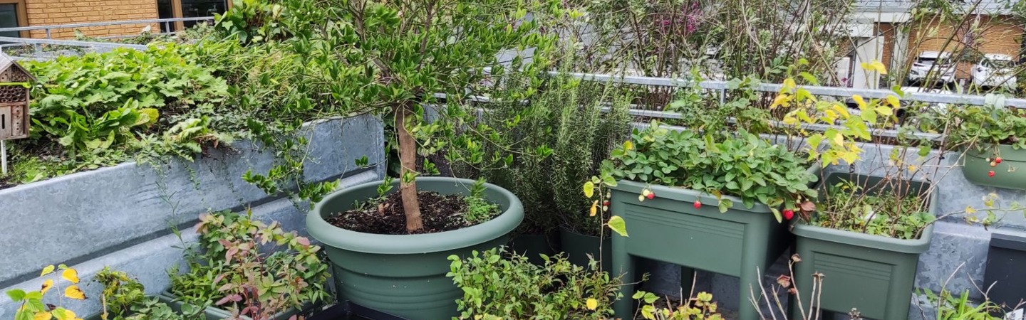 Hoe is het nu met… de Groendoeners uit Delft?