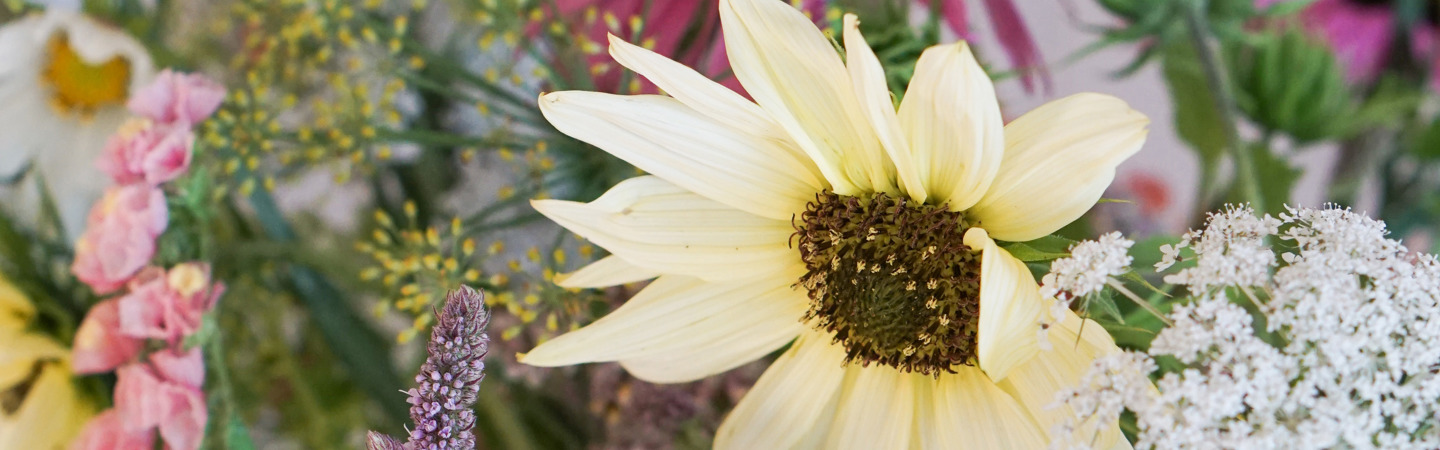 Kultivieren Sie Ihren eigenen wunderschönen Blumenstrauß: Säen Sie Ihre Blumen