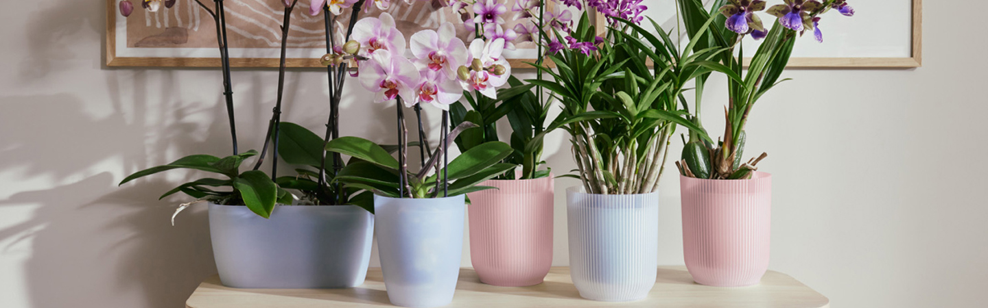 Non solo nel terreno: coltivare le orchidee in vasi d'acqua le