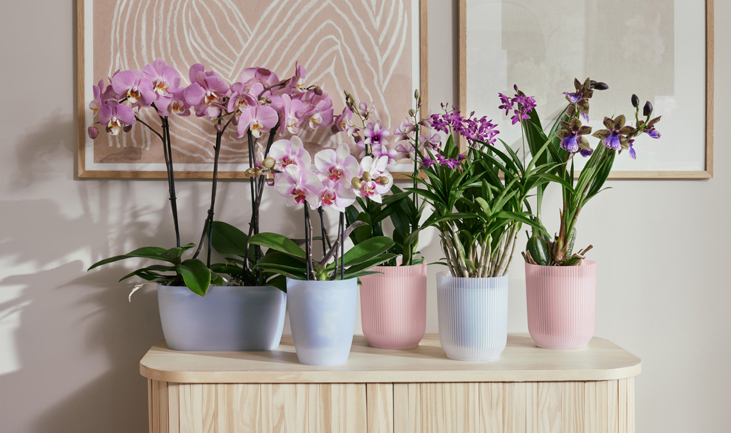 Entdecken Sie die Magie der Orchideen: farbenfroh & trendy 