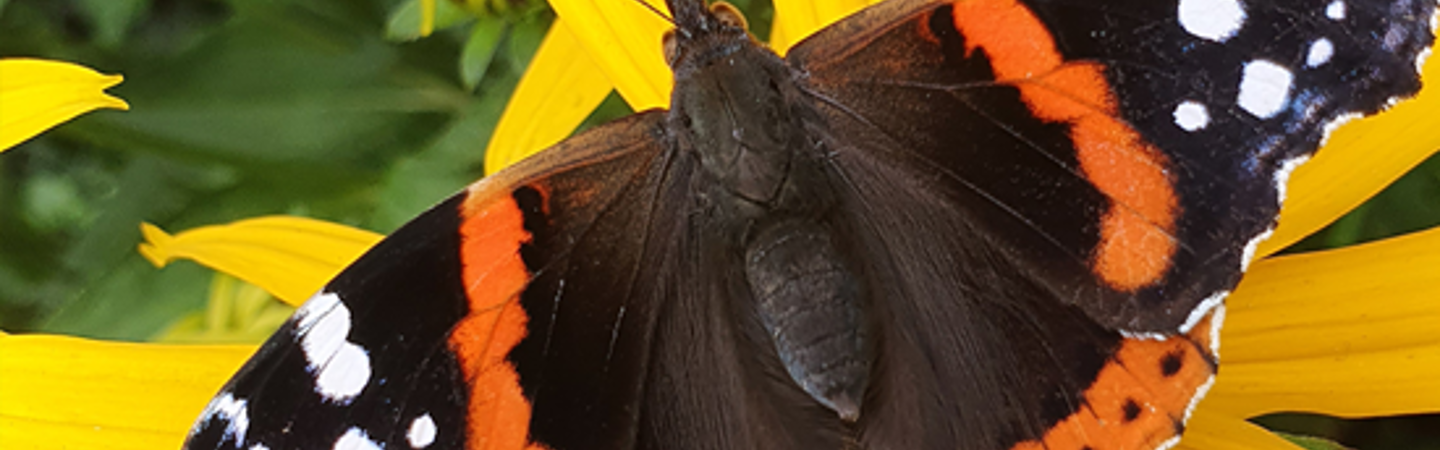 A biodiverse garden, balcony or terrace: every little helps