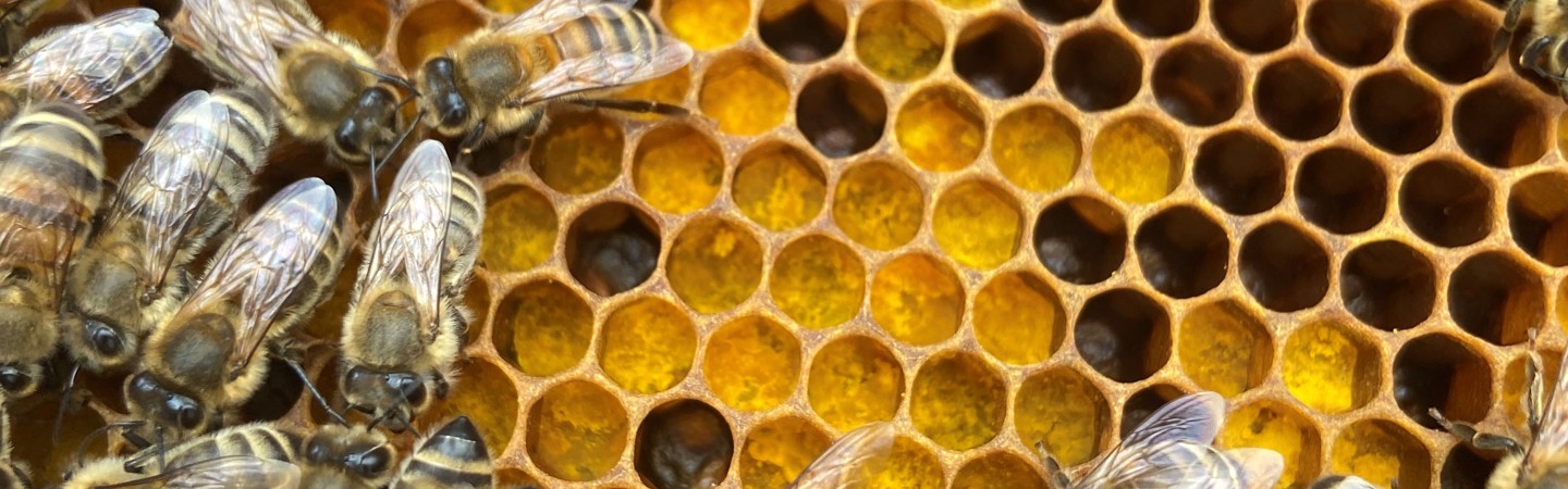Groene held Marcel Horck neemt je mee in de fascinerende wereld van de bijen