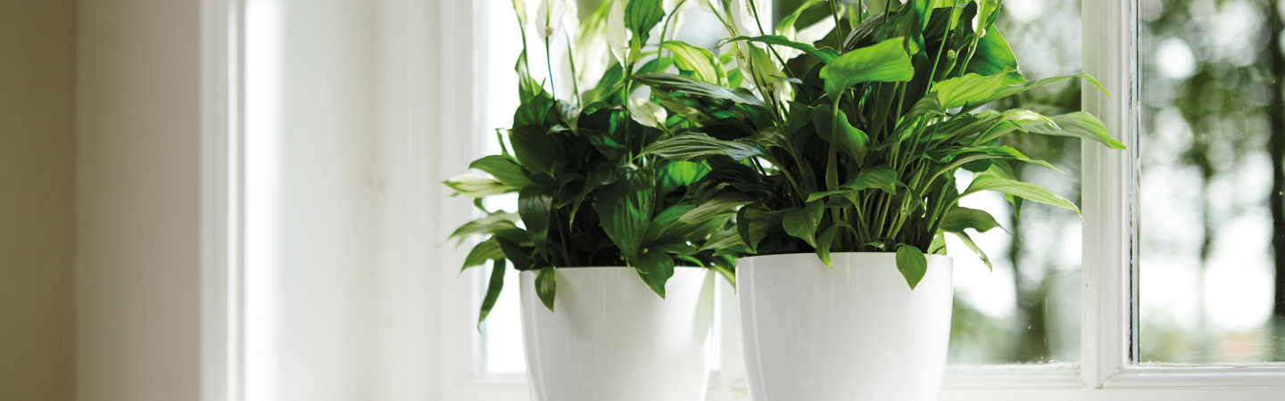 Oxygen from plants - good for you and your house?