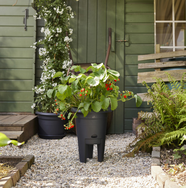 green basics aardbeien pot