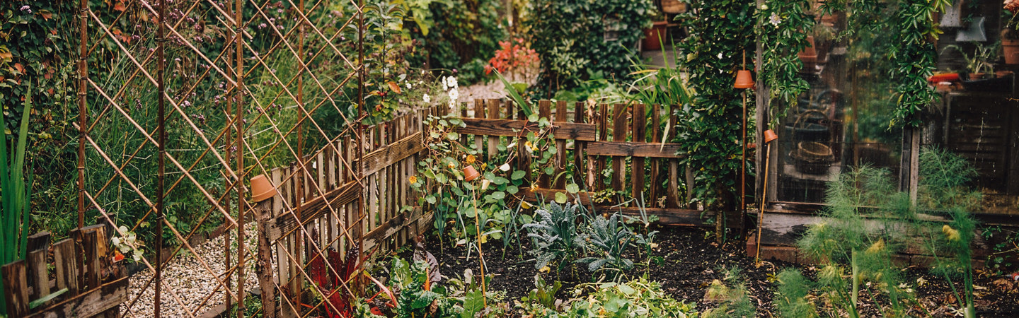 Getting started with your own vegetable garden even in late summer