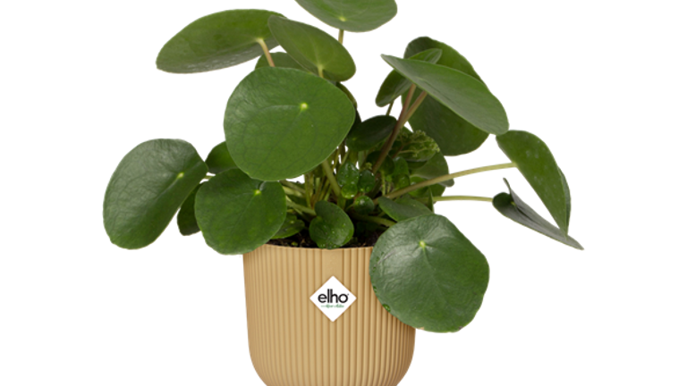 Propagating pilea deals