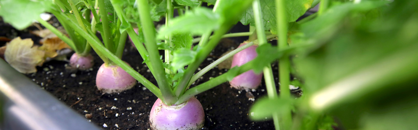 Las mesas de cultivo son mis cómplices incondicionales