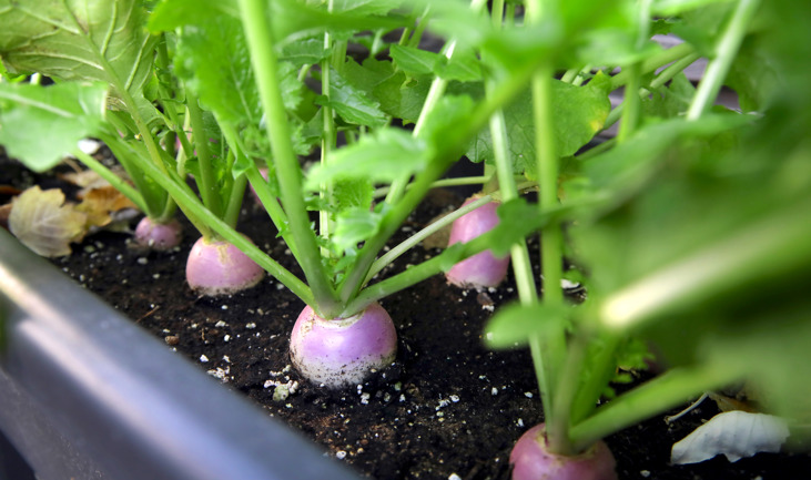The Frenchie Gardener: grow tables are my partner in veggie crime