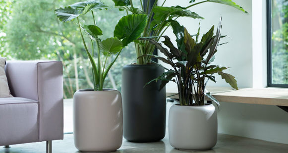 Plantenbak voor binnen Koop online in de winkel!