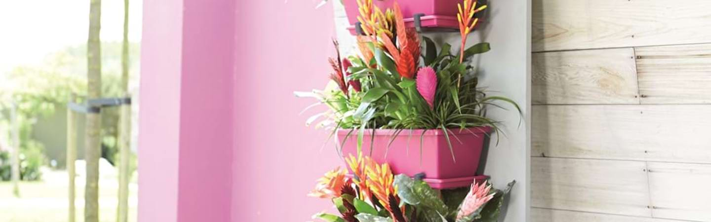 The bromeliad plant: tropical, fiery and bright