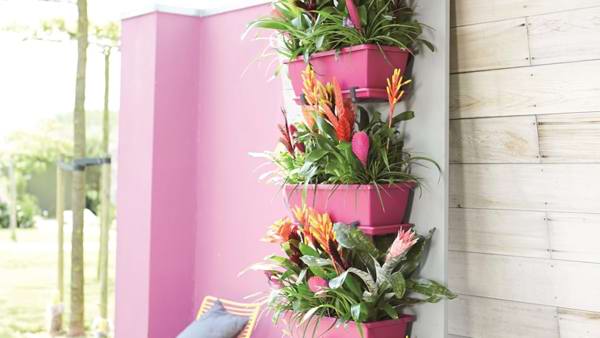 Bromelien: tropisch, feurig und Stimmungsmacher - elho - Give room to  nature