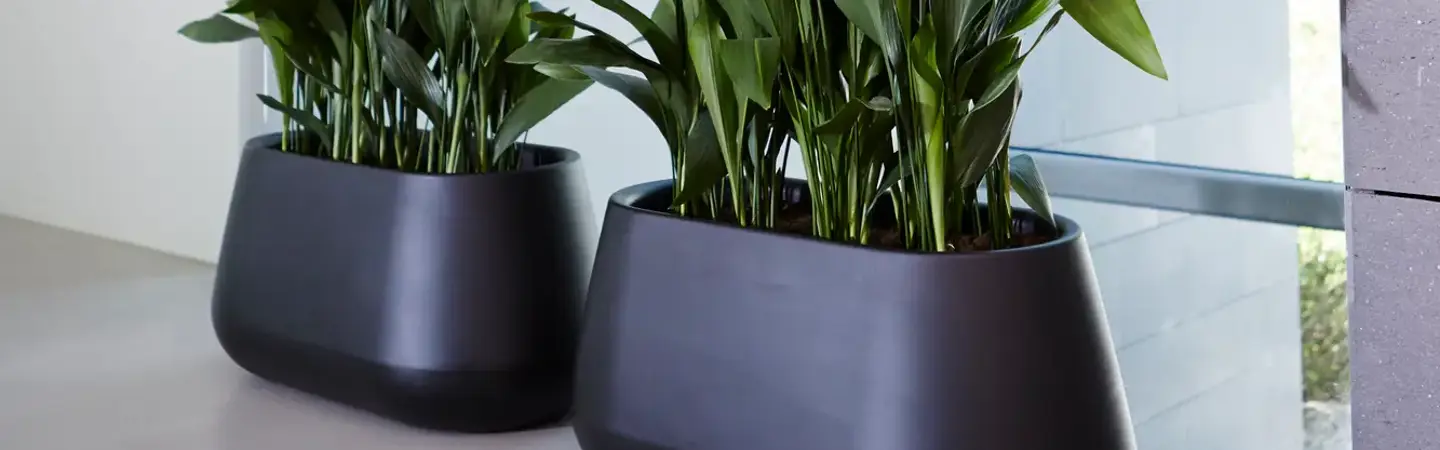 Maak van Black Friday een Green Friday met 20% korting op online only potten