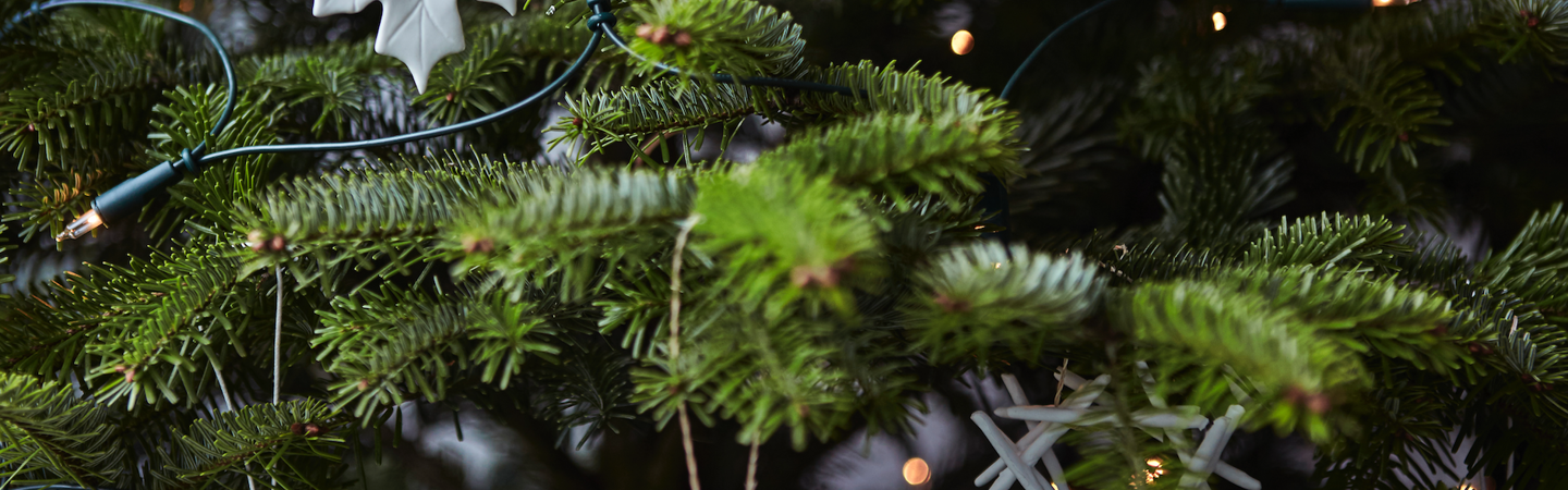 Christmas plants in and around the house