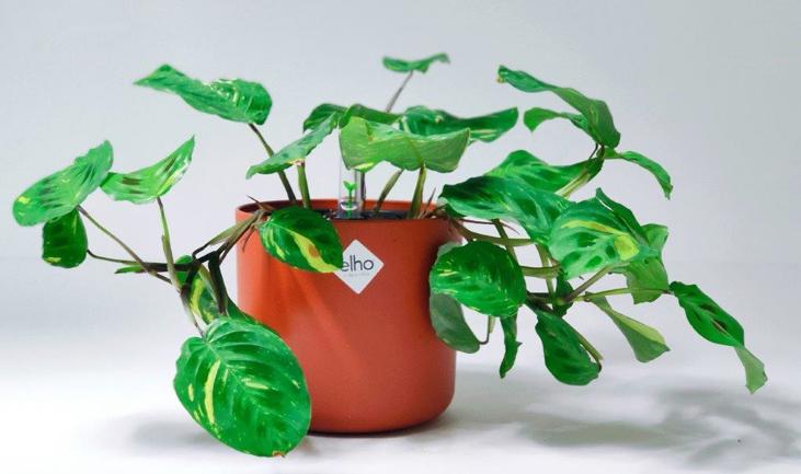SOS: Rescueplan for houseplants in a winter depression