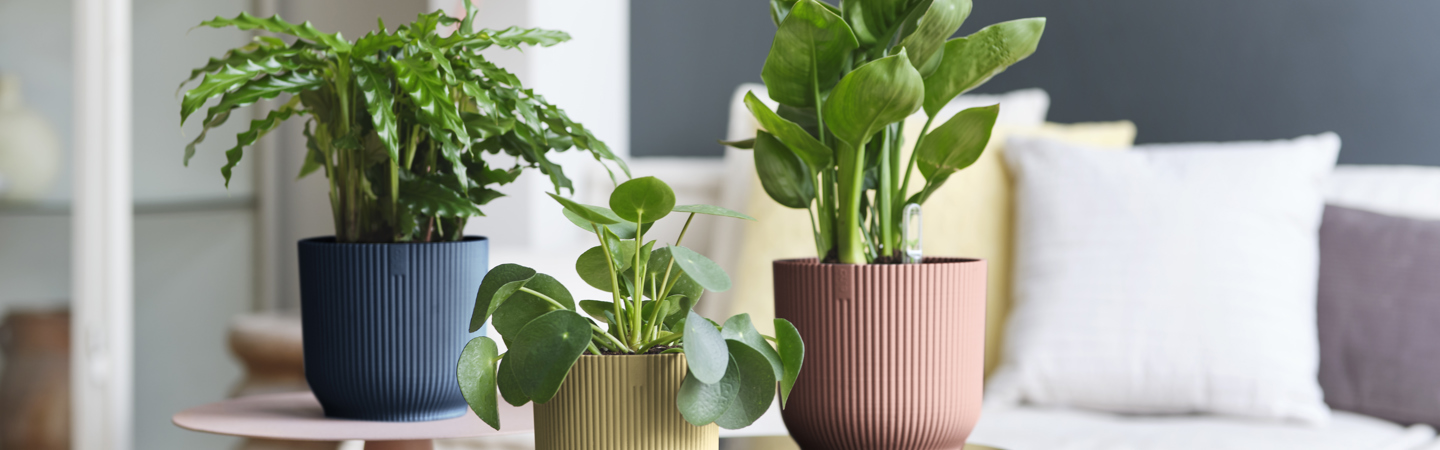 How to propagate a Pilea Peperomioides