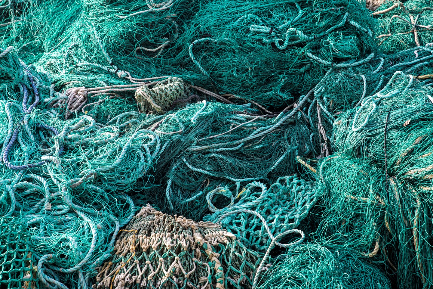 the ocean collection