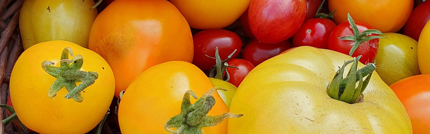 Tomaten kweken in een pot