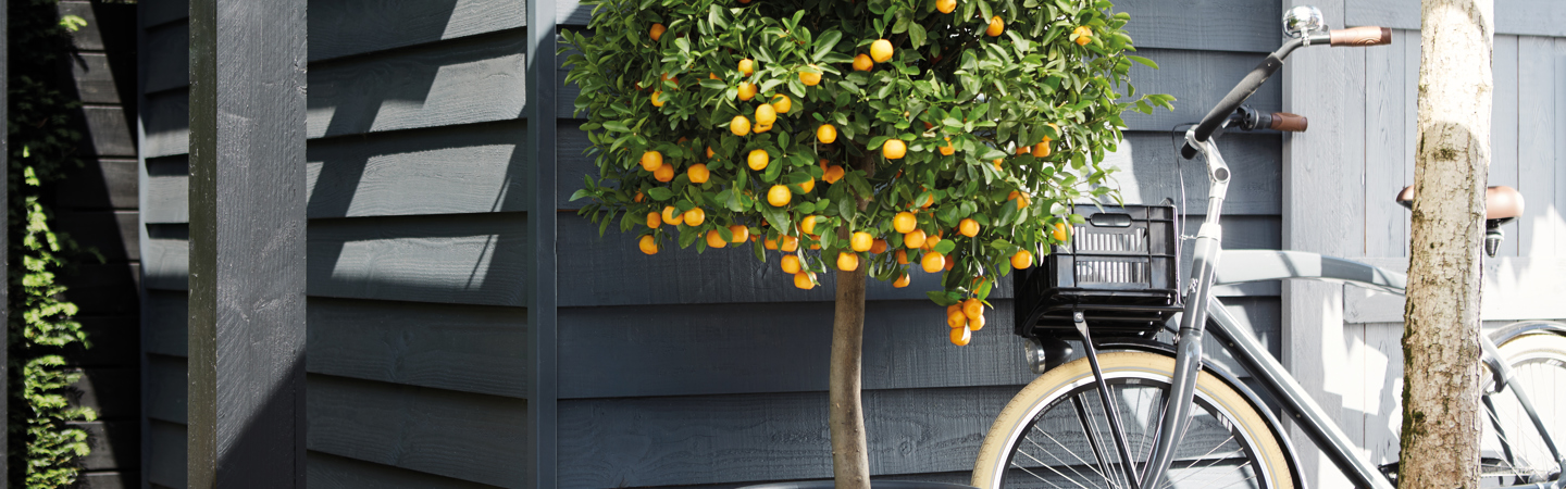 Trees in pots for small gardens 