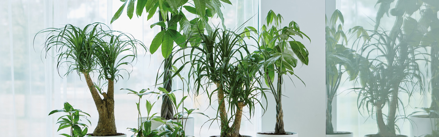 4 x inspiration for your indoor jungle