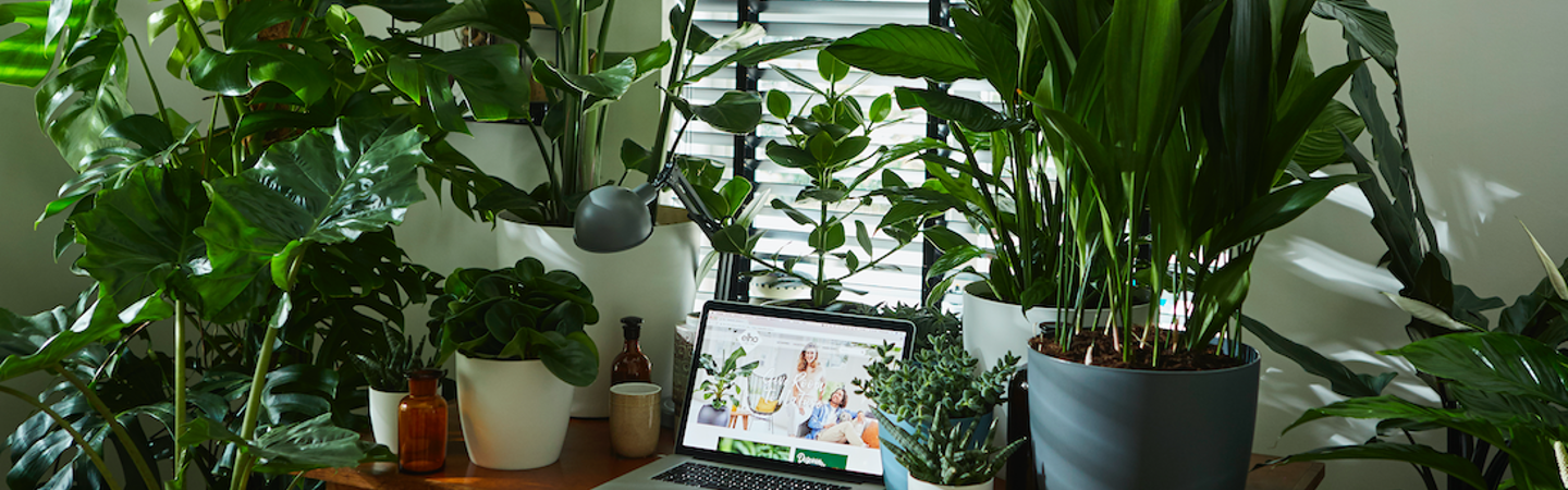 Planten op kantoor: happy en gezonde medewerkers