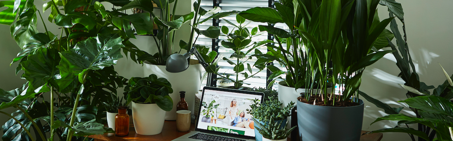 Office plants: happy and healthy workers