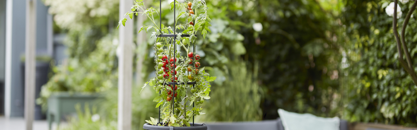 Tomaten in de moestuin