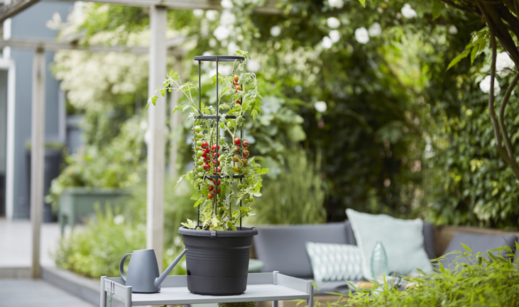 Tomaten in de moestuin