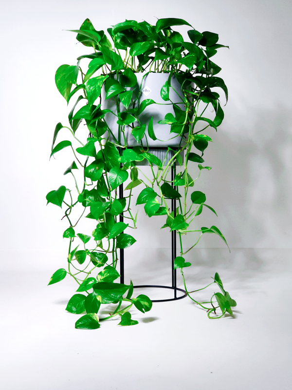 These 5 indoor plants should not be missing in your home in 2021 elho® Give room to nature